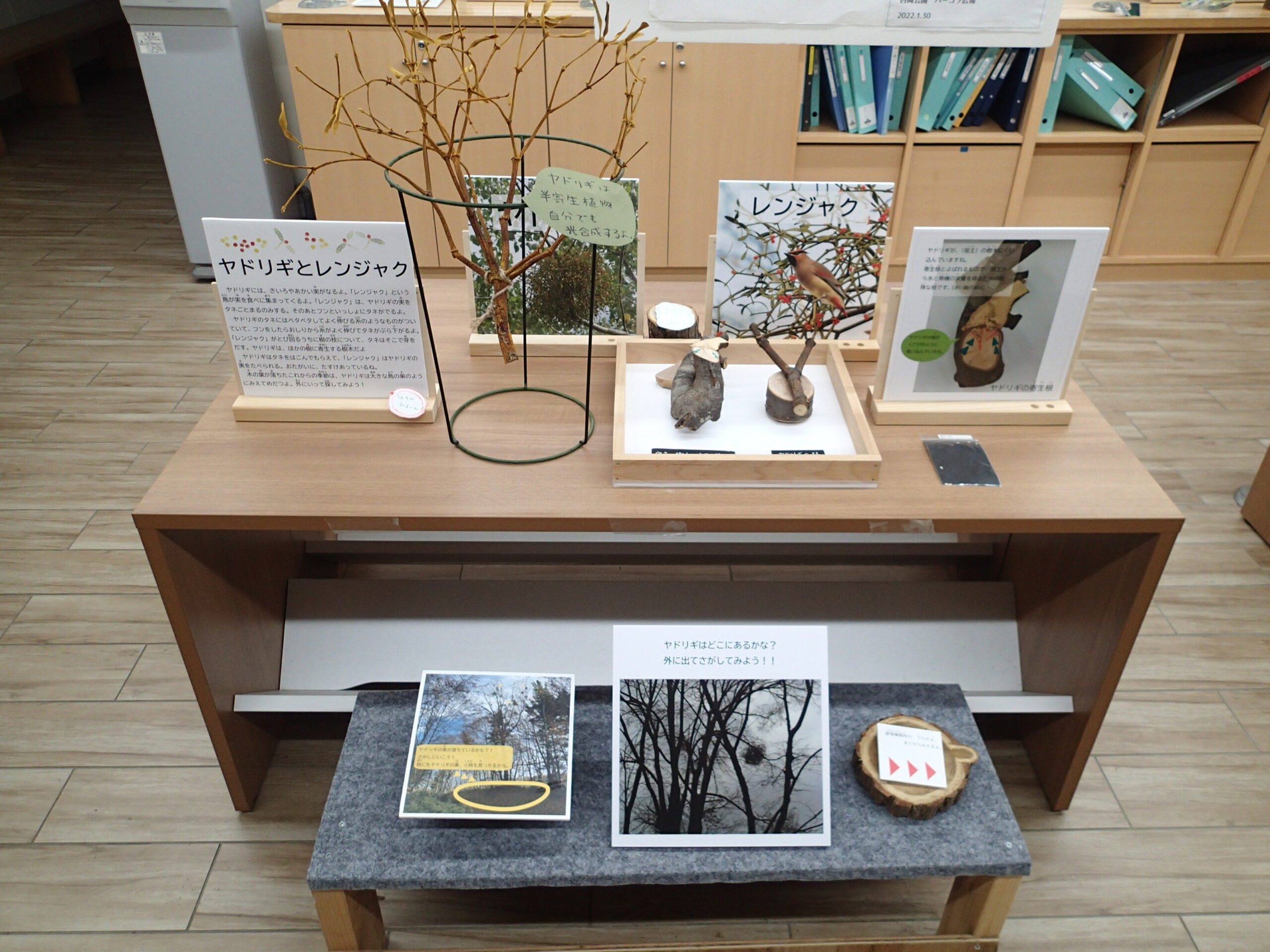 ヤドリギ」の展示が始まりました – 西岡公園