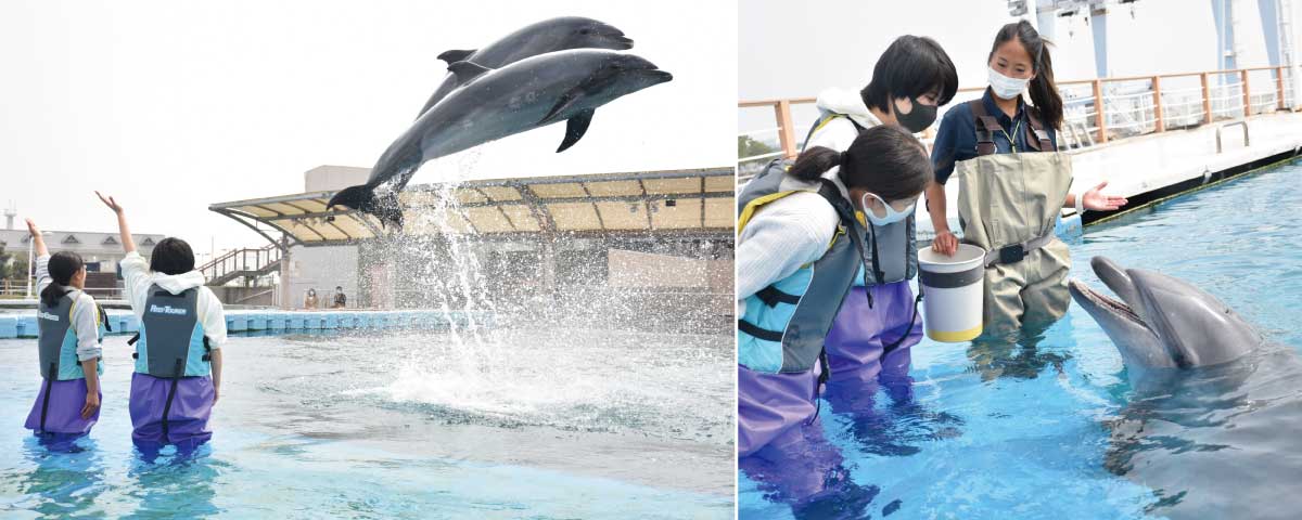 イルカとあそぼう ～目指せ！ドルフィントレーナー～｜横浜・八景島