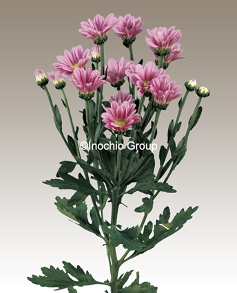 桃 | 菊の育種、種苗販売。イノチオ精興園