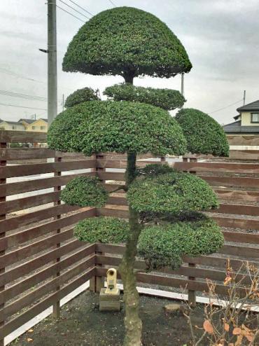 ツゲ・つげ・柘植・剪定・伐採・お任せください。 - 東京の植木屋