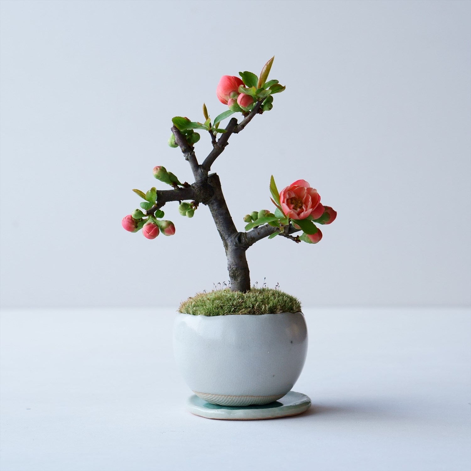 木瓜｜石木花図鑑｜石木花｜SEKIBOKKA｜盆栽