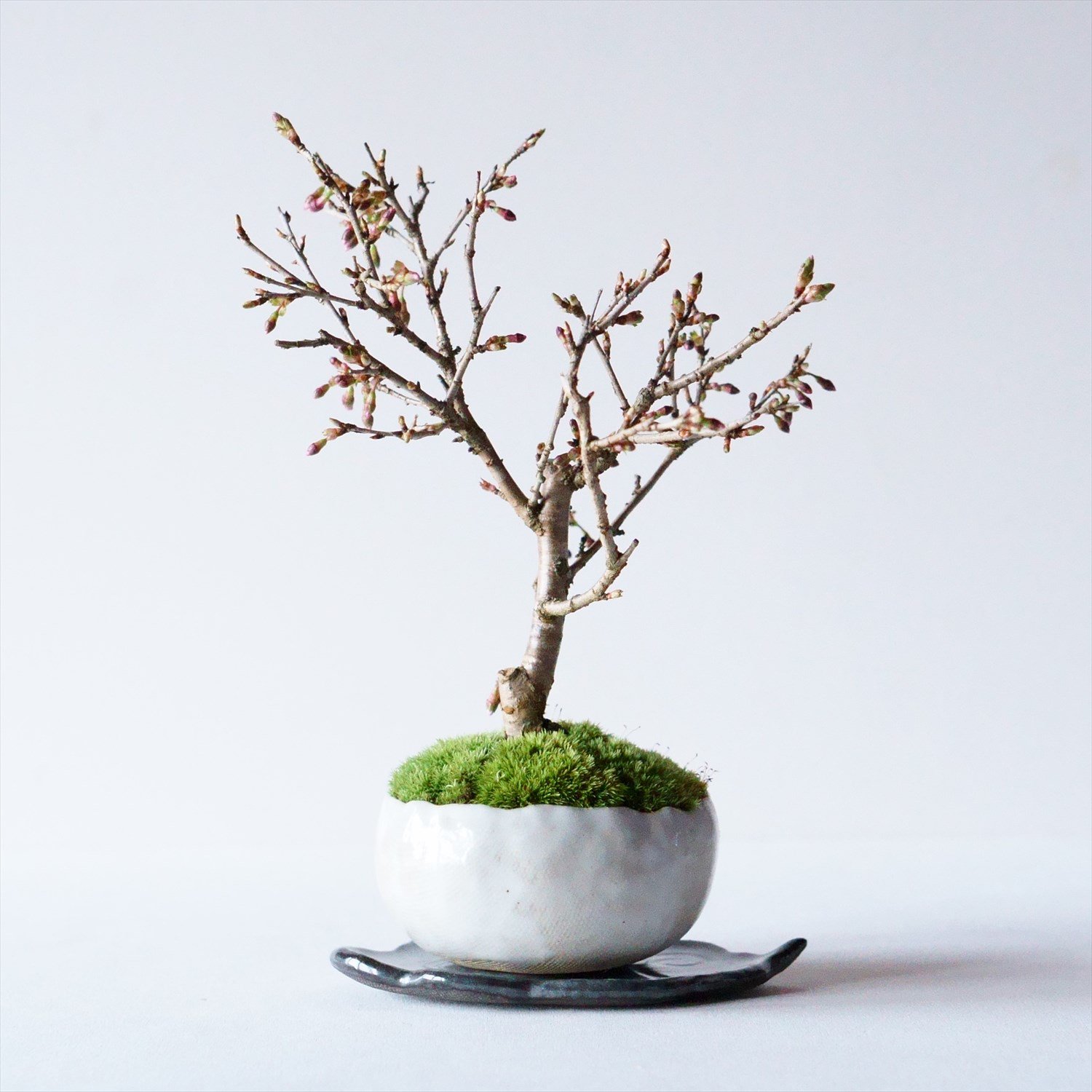 富士桜｜石木花図鑑｜石木花｜SEKIBOKKA｜盆栽