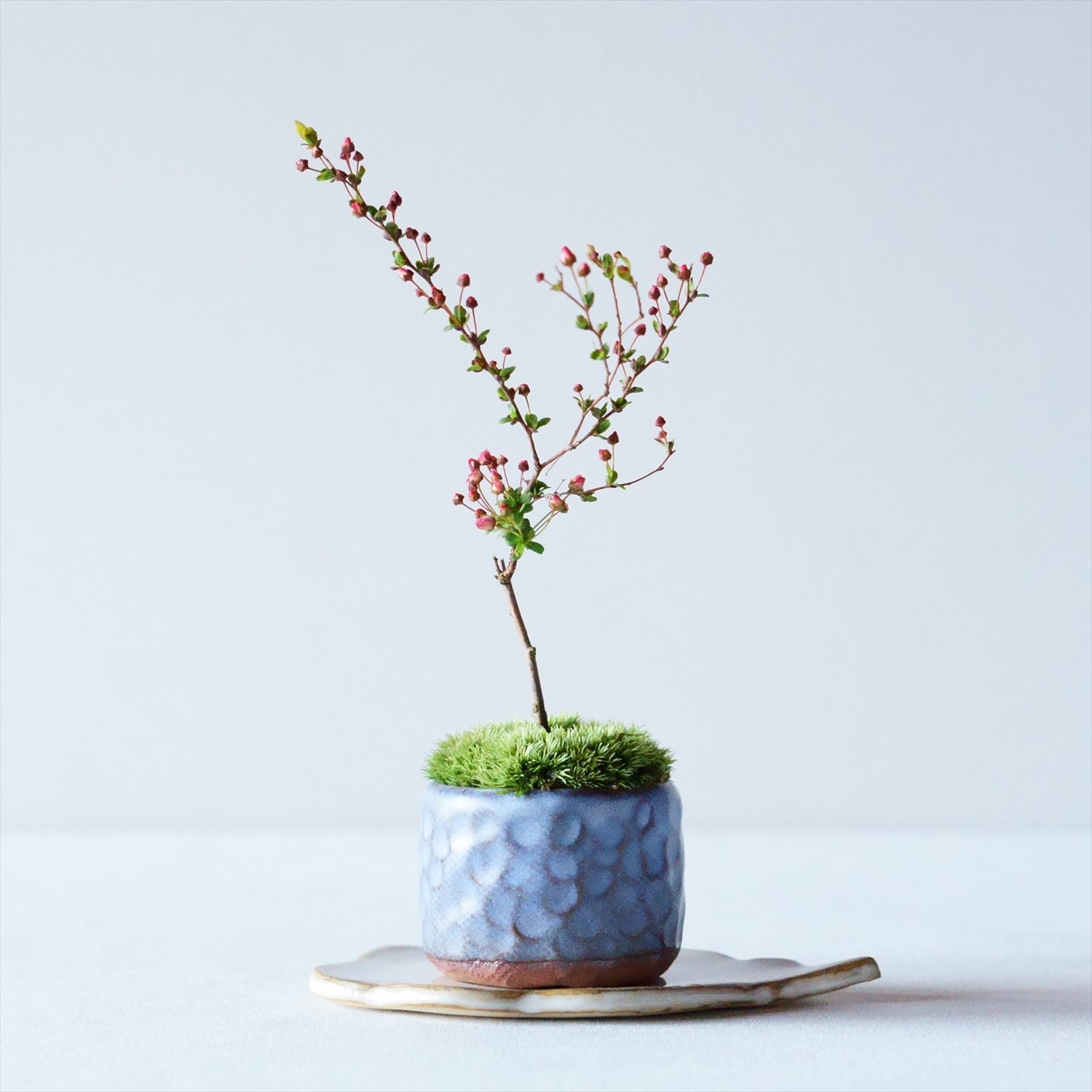 イボタ｜石木花図鑑｜石木花｜SEKIBOKKA｜盆栽