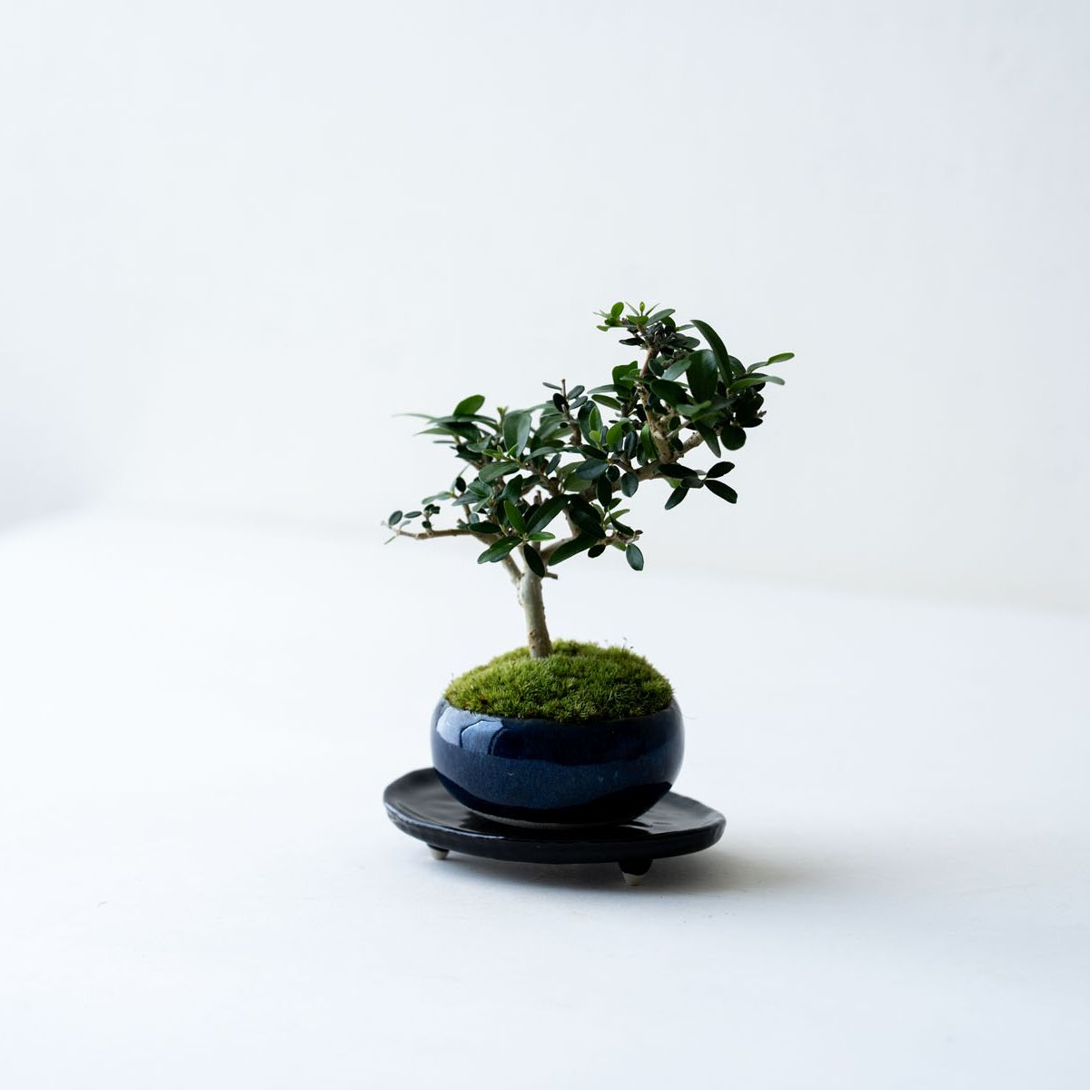 緑泥楕円皿鉢/千秋造/落款/寄せ植え/盆栽/大型/楕円鉢 緑泥楕円皿