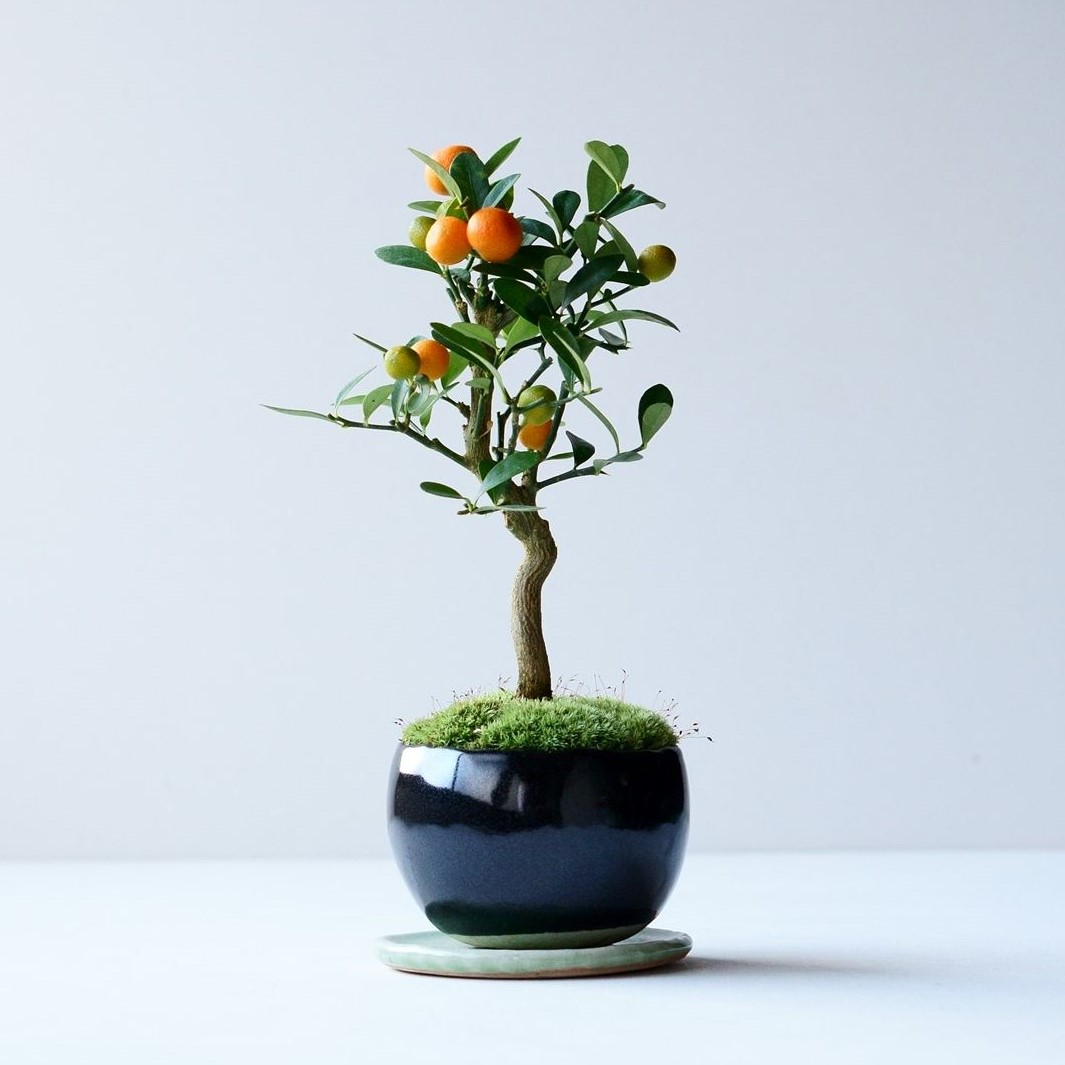 キンズ｜石木花図鑑｜石木花｜SEKIBOKKA｜盆栽