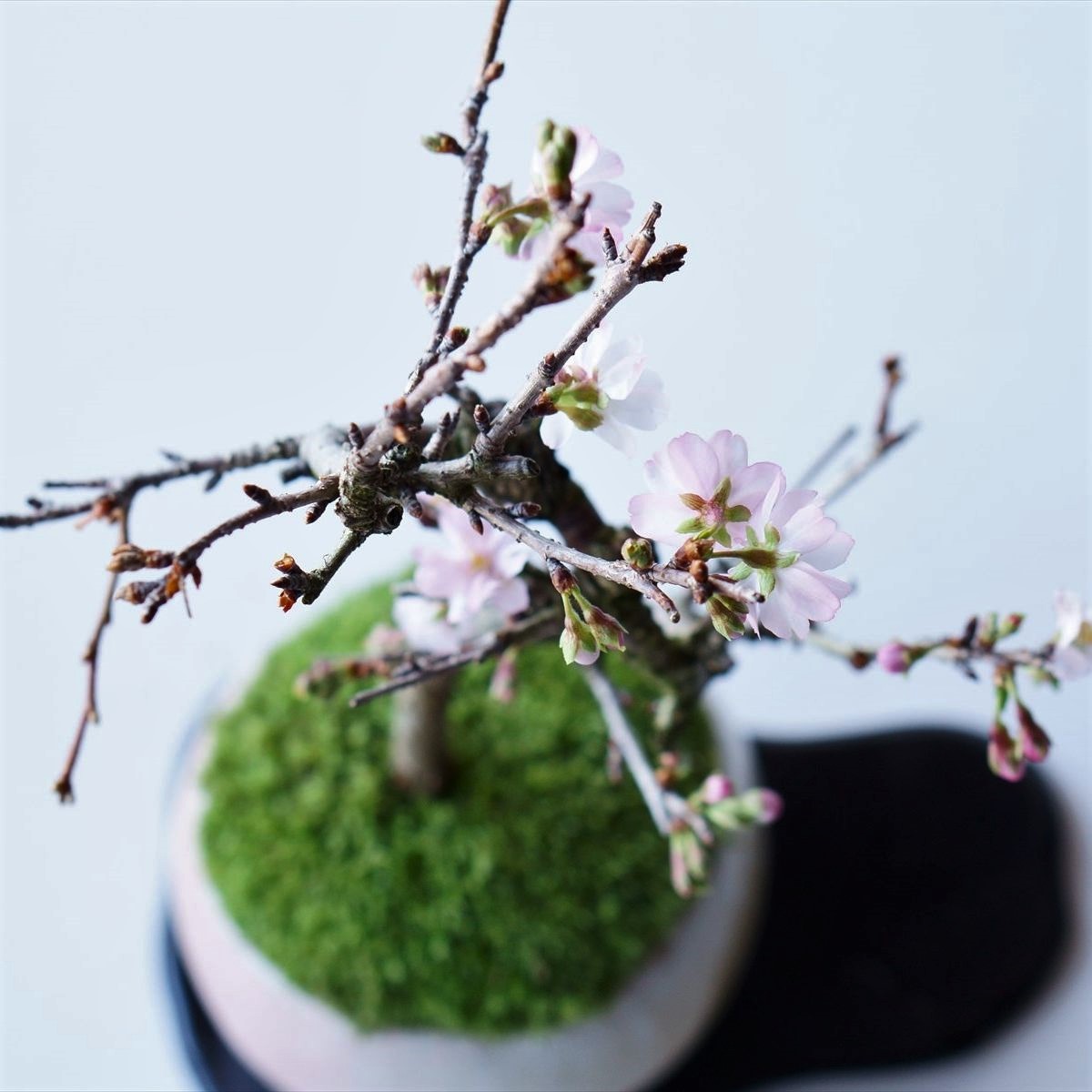 十月桜｜石木花図鑑｜石木花｜SEKIBOKKA｜盆栽