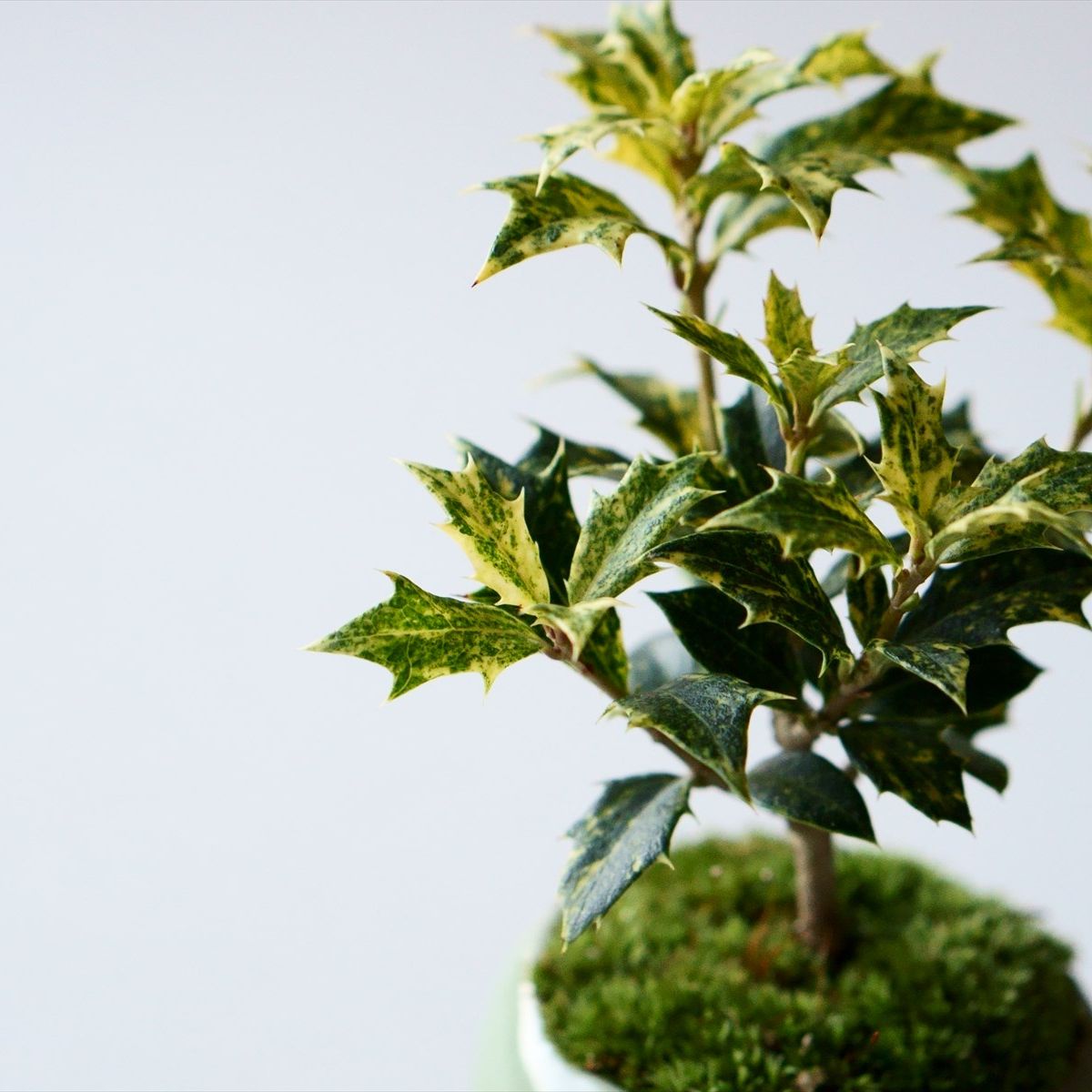 斑入りヒイラギ｜石木花図鑑｜石木花｜SEKIBOKKA｜盆栽
