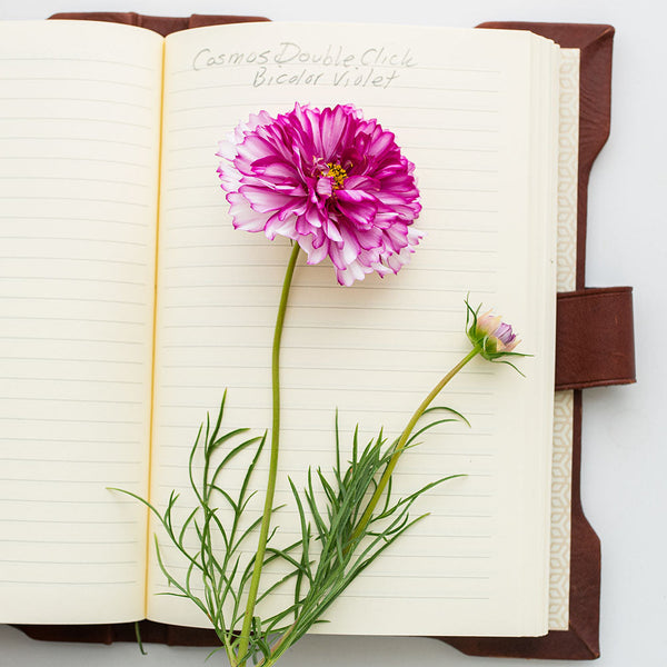 Cosmos 'Double Click Bicolor Violet' seeds - Cosmos bipinnatus
