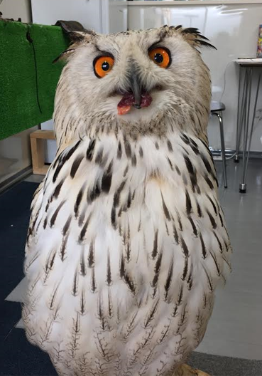 黒飴（ユーラシアワシミミズク） | 動物プロダクション SCIENCE