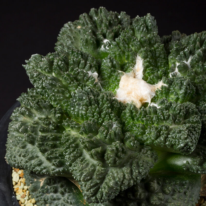 アリオカルプス亀甲牡丹'ゴジラ'の基本情報・育て方｜多肉植物