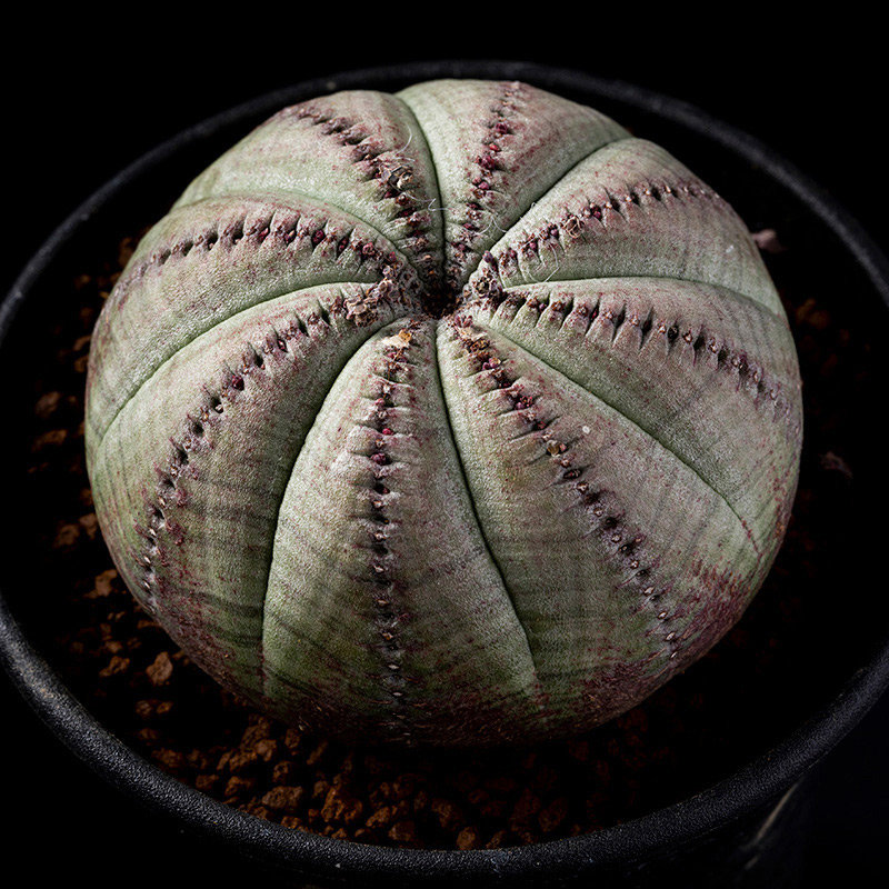 ユーフォルビア・シンメトリカの基本情報・育て方｜多肉植物・サボテン
