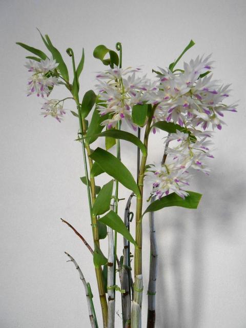 Den.アメジストグロッサム｜園芸日記byまみりん｜みんなの趣味の園芸