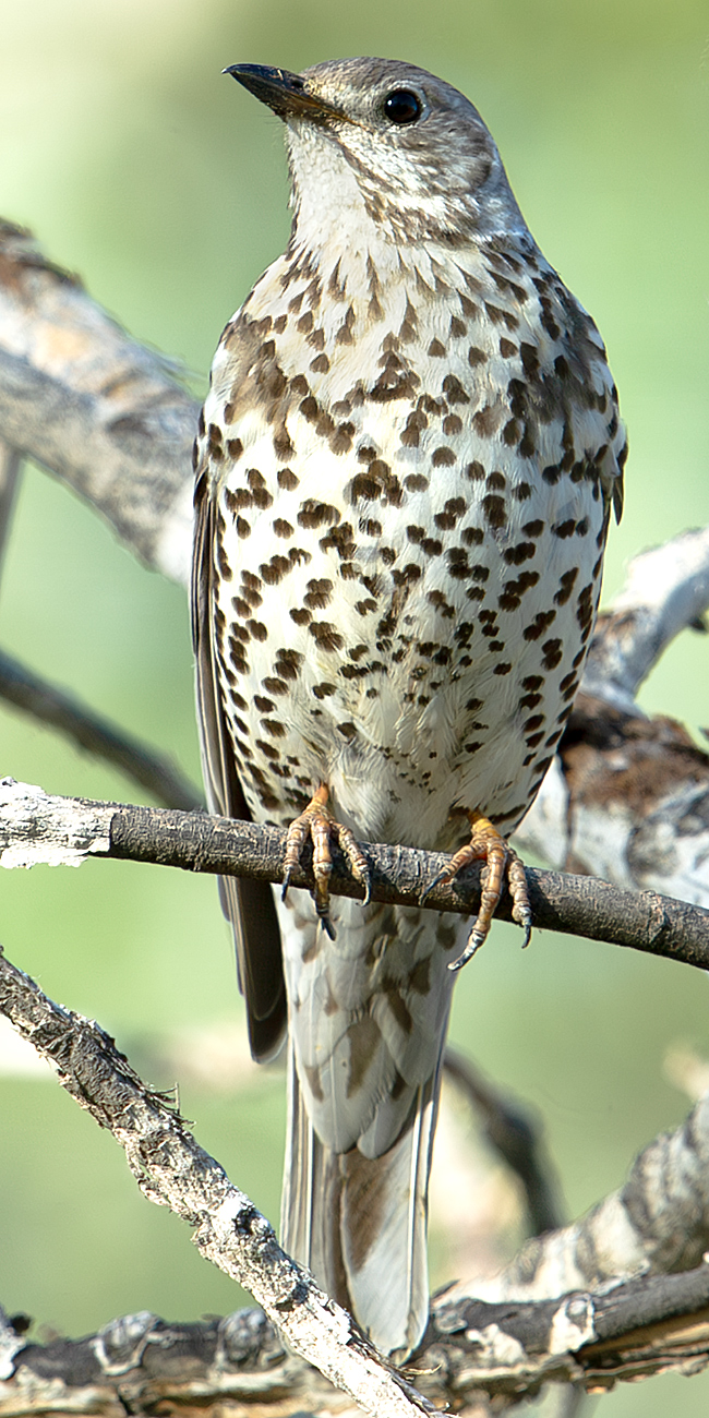 Mistle Thrush ID & Photos - Shanghai Birding 上海观鸟