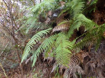 重井薬用植物園 | おかやまの植物事典