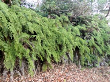 重井薬用植物園 | おかやまの植物事典