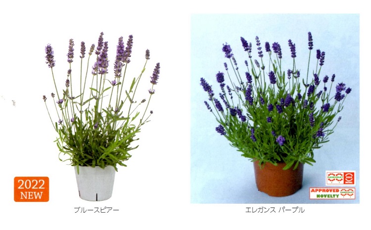 営利用ラベンダー種子】 サカタのタネ ラベンダー（イングリッシュ