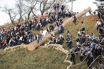 豪快木落とし、下社も開幕 初日3本、歓声と拍手 | 2016御柱祭