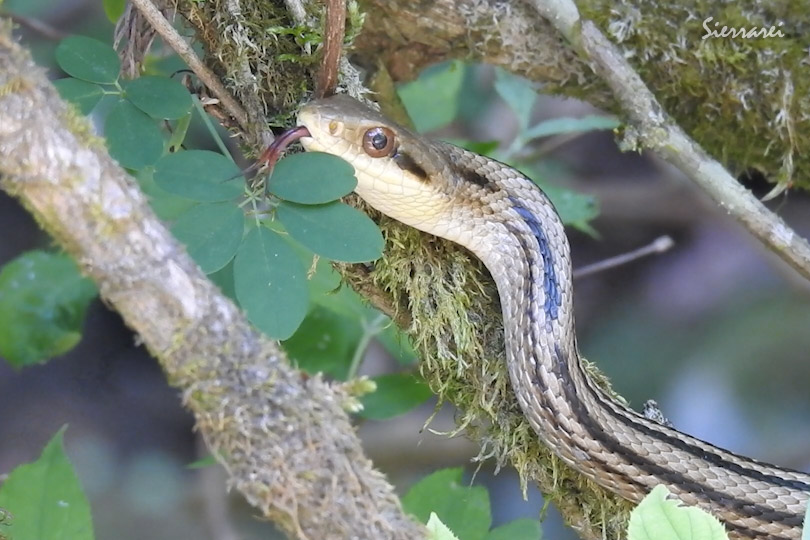 シマヘビ（Japanese striped snake）｜川久保 高槻市 北摂 0067