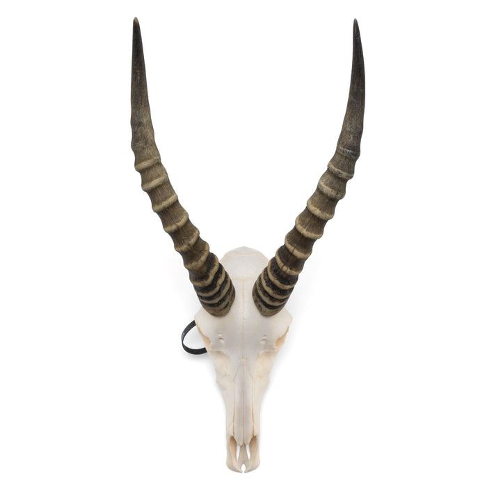 Real Male Blesbok Skull For Sale — Skulls Unlimited International