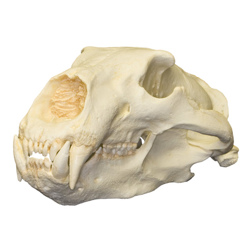 Replica Polar Bear Skull For Sale — Skulls Unlimited International