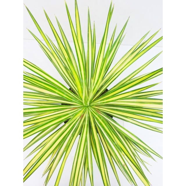 ユッカ アロイフォリア 黄中斑 Yucca aloifolia 'Mediopicta