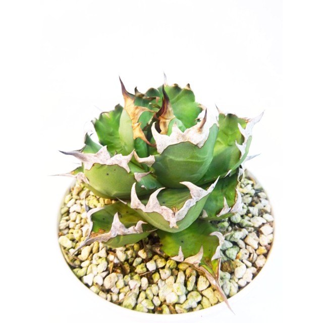 アガベ ナンバーワン Agave sp 'No.1' - Special Plants Gallery