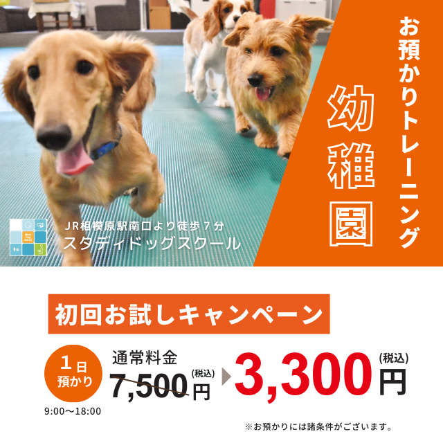 LINE友達限定】幼稚園割引キャンペーン | SDSからのお知らせ | 相模原