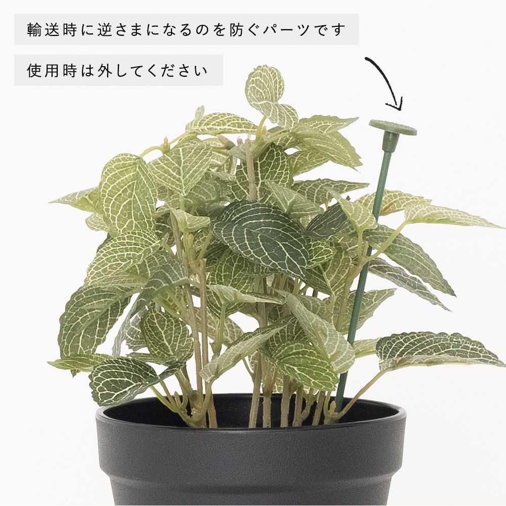 フェイクグリーン「フィットニア ポット」｜インテリア・DIY用品 友安