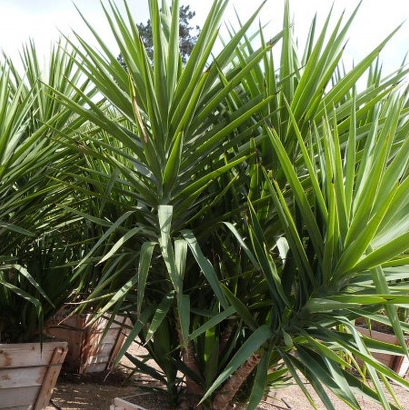 Spanish Dagger Yucca | Star Nursery Garden and Rock Centers
