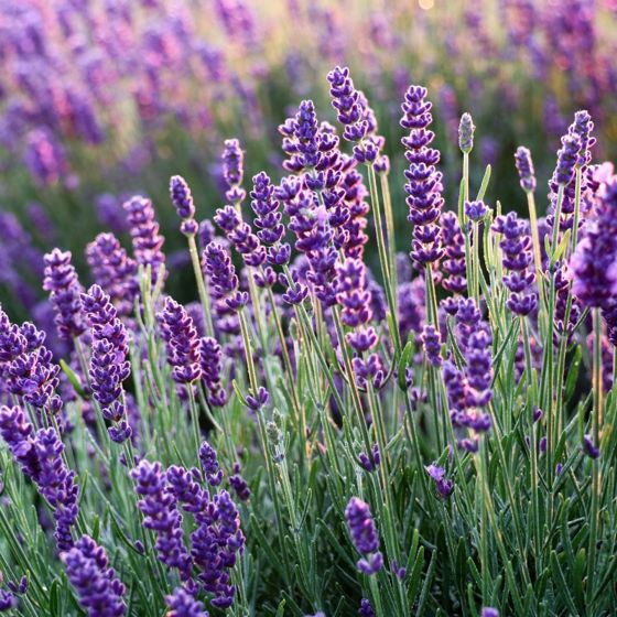 Goodwin Creek Certified Organic Lavender - Stark Bro's