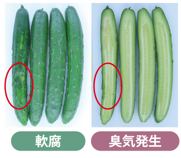 キュウリ | 住友ベークライト株式会社