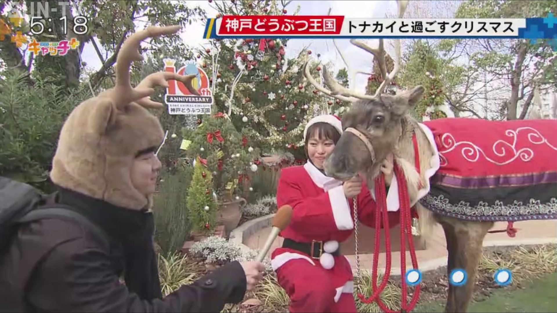 神戸どうぶつ王国 トナカイと過ごすクリスマス - サンテレビニュース