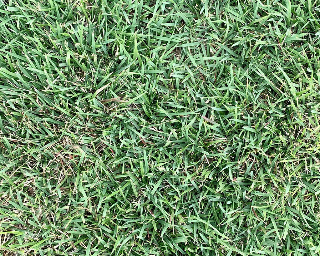 Palisades Zoysia - Order Sod Online for Pick Up or Delivery