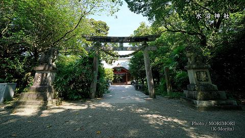 ハスの花の写真｜水沼神社 湖水ヶ池 (こみずがいけ公園)