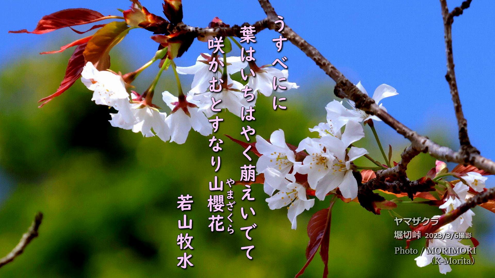 堀切峠の山桜（ヤマザクラ）の写真