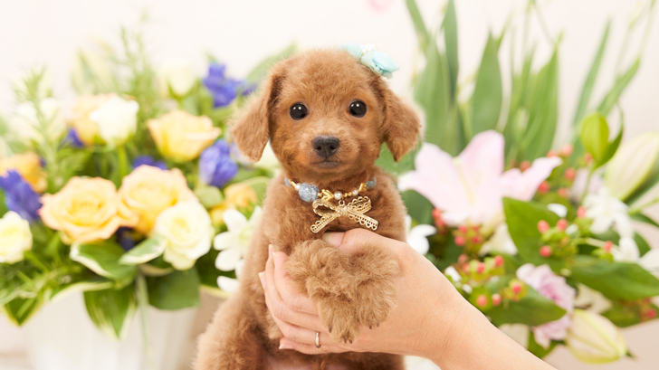 子犬の詳細NO.TCR1259|トイプードル・ティーカッププードルの