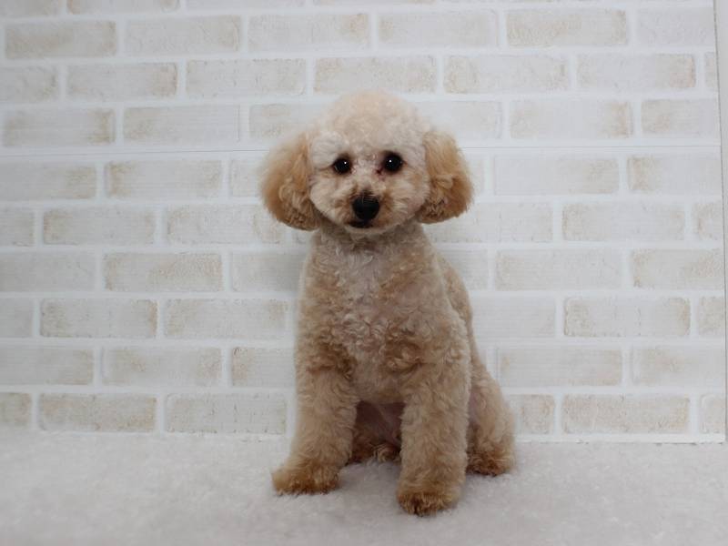 トイプードルの子犬販売情報 アプリコット | プードルライフ