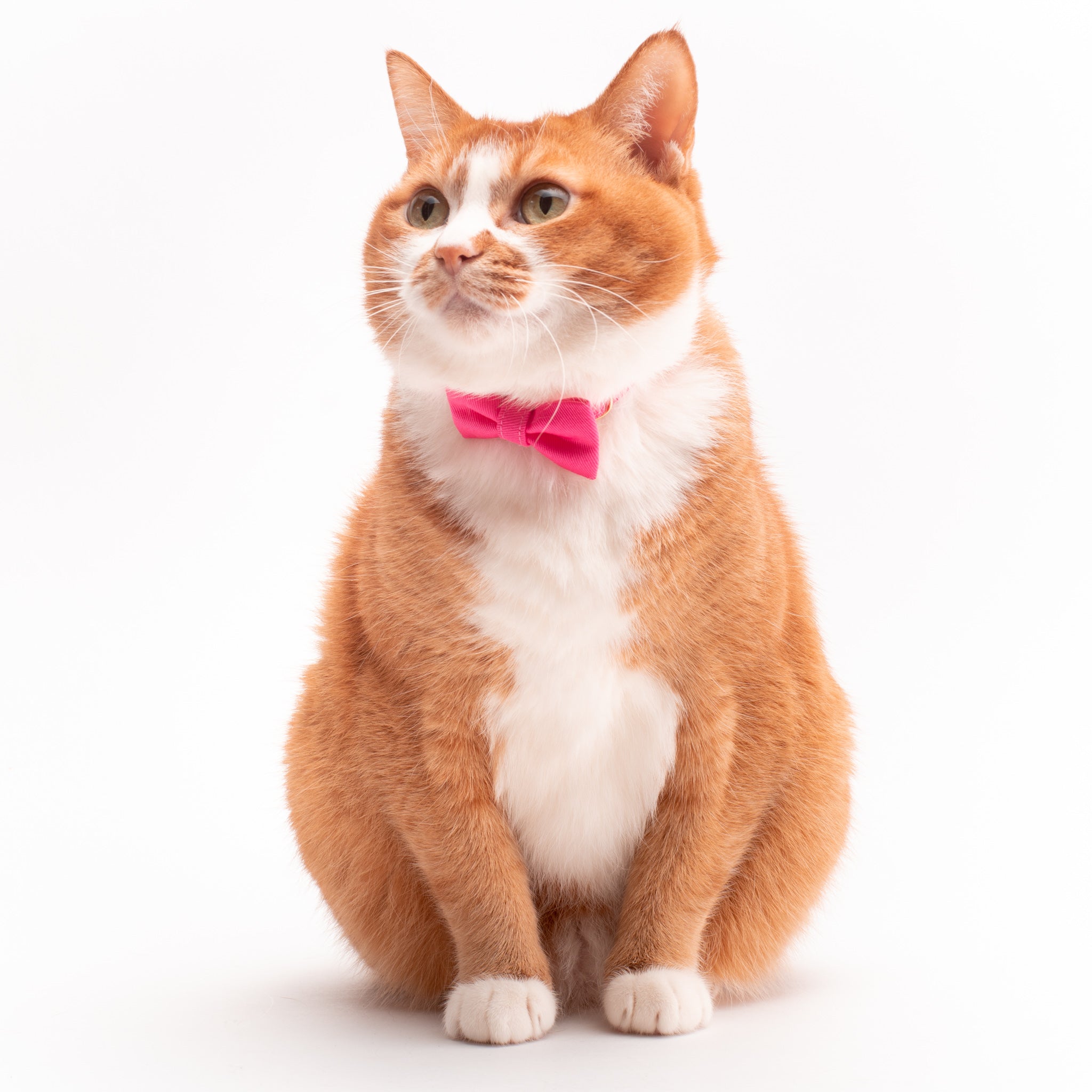 リボン付き猫首輪 MUJIコットンツイル ピンク｜ぽぽねこ公式オンライン