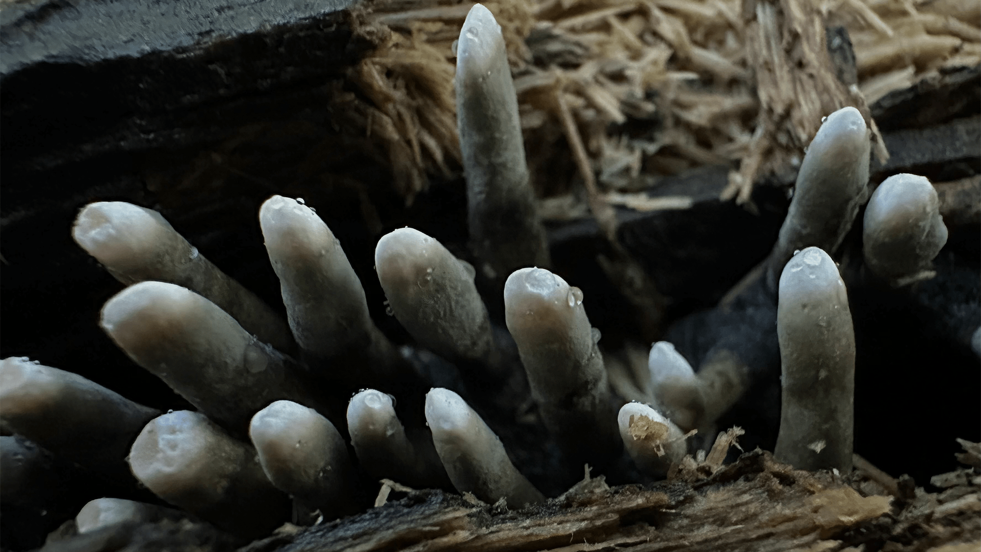 Is this the creepiest fungus in the forest? Yes, definitely