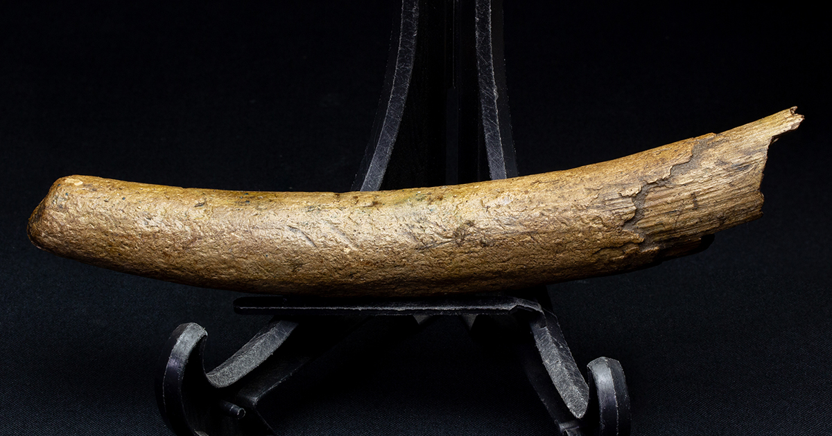 Mammothtusk006-1.jpg