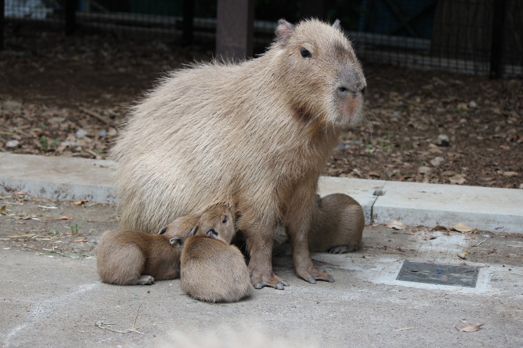 カピバラ「チェリー」のカピバラ史～前編～ | 大宮公園小動物園 | 公益