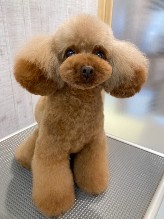 トイプードル「ココちゃん」のトリミング | 港南区の動物病院OCEAN'S
