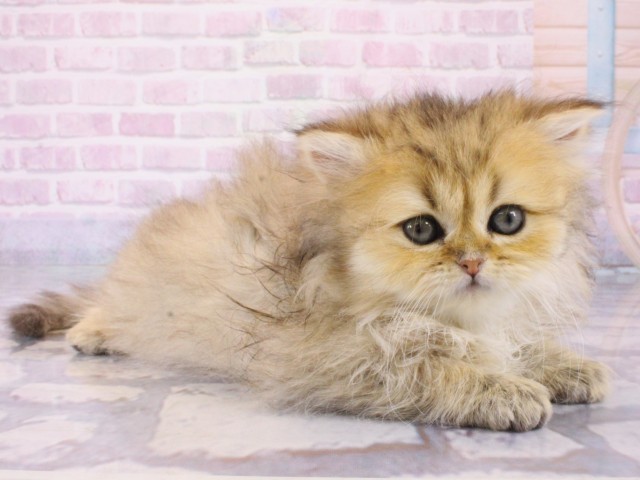 ペルシャ(イエロー(黄)系)の子猫を価格や特徴で探す|ペットショップ