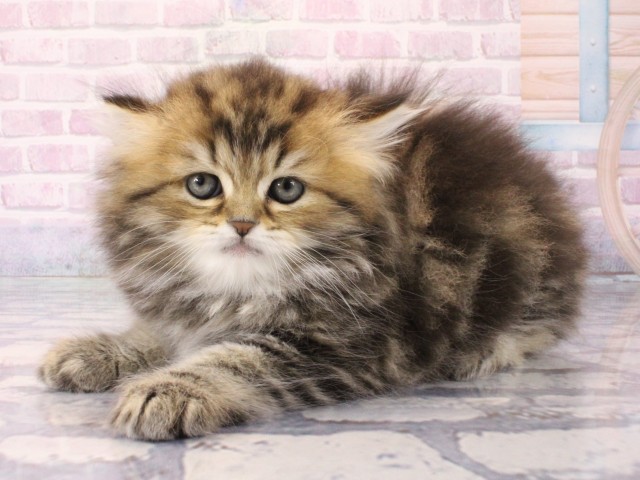 ミヌエット(ブラウンタビー)の子猫を価格や特徴で探す|ペットショップ