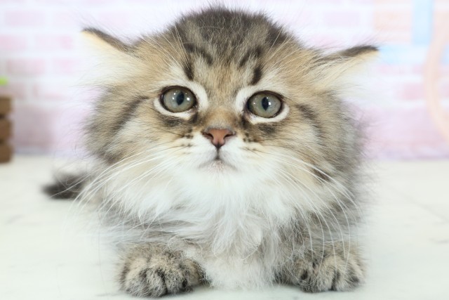 ミヌエット(ブラウンタビー)の子猫を価格や特徴で探す|ペットショップ