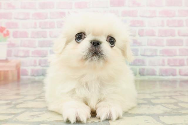 ペキニーズ(クリーム)の子犬を価格や特徴で探す|ペットショップ探す