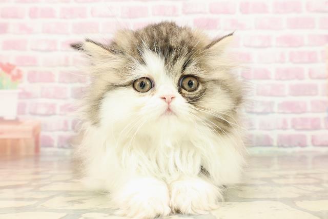 エキゾチックロングヘアーの子猫を価格や特徴で探す|ペットショップ