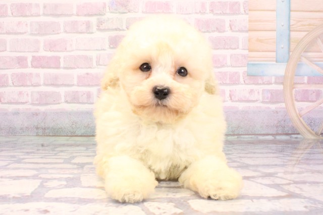 トイ・プードルの子犬（オス♂） 奈良富雄南店｜ペットショップCoo＆RIKU