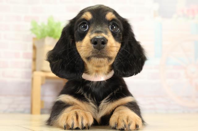 値下げ予定なし ハローキティ 世界 子犬のお散歩 ダックスフレンド