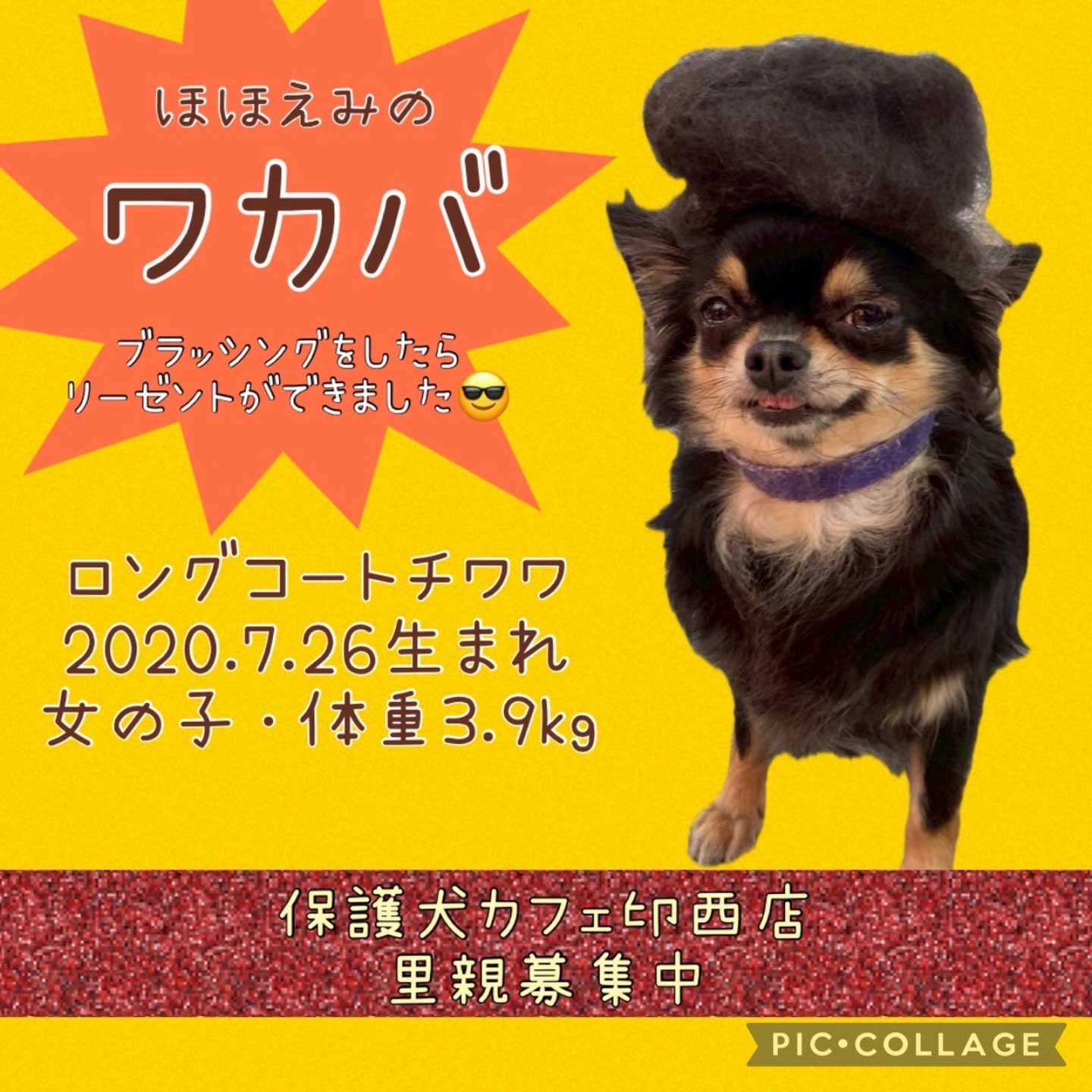 里親募集｜愛するペットのご葬儀なら ペットセレモニープレア